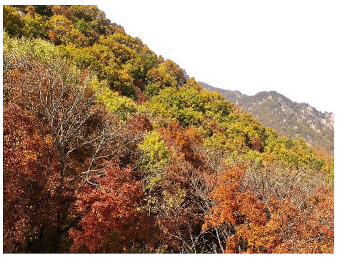 Forests 14 00627 i067