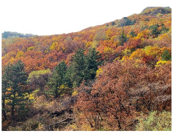 Forests 14 00627 i069