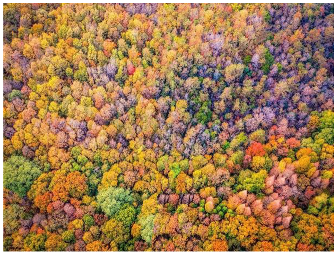 Forests 14 00627 i073