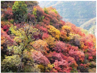 Forests 14 00627 i075