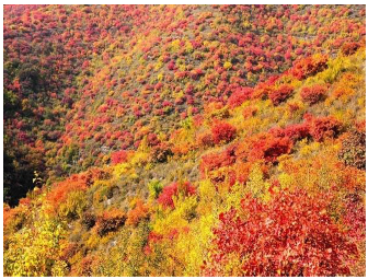 Forests 14 00627 i077