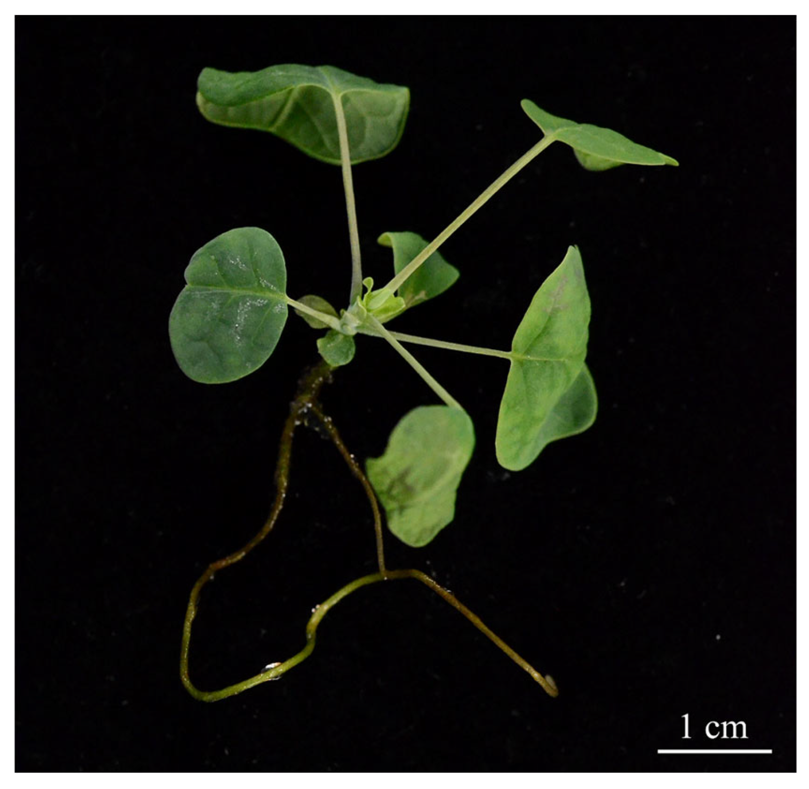 Forests 14 00628 g001