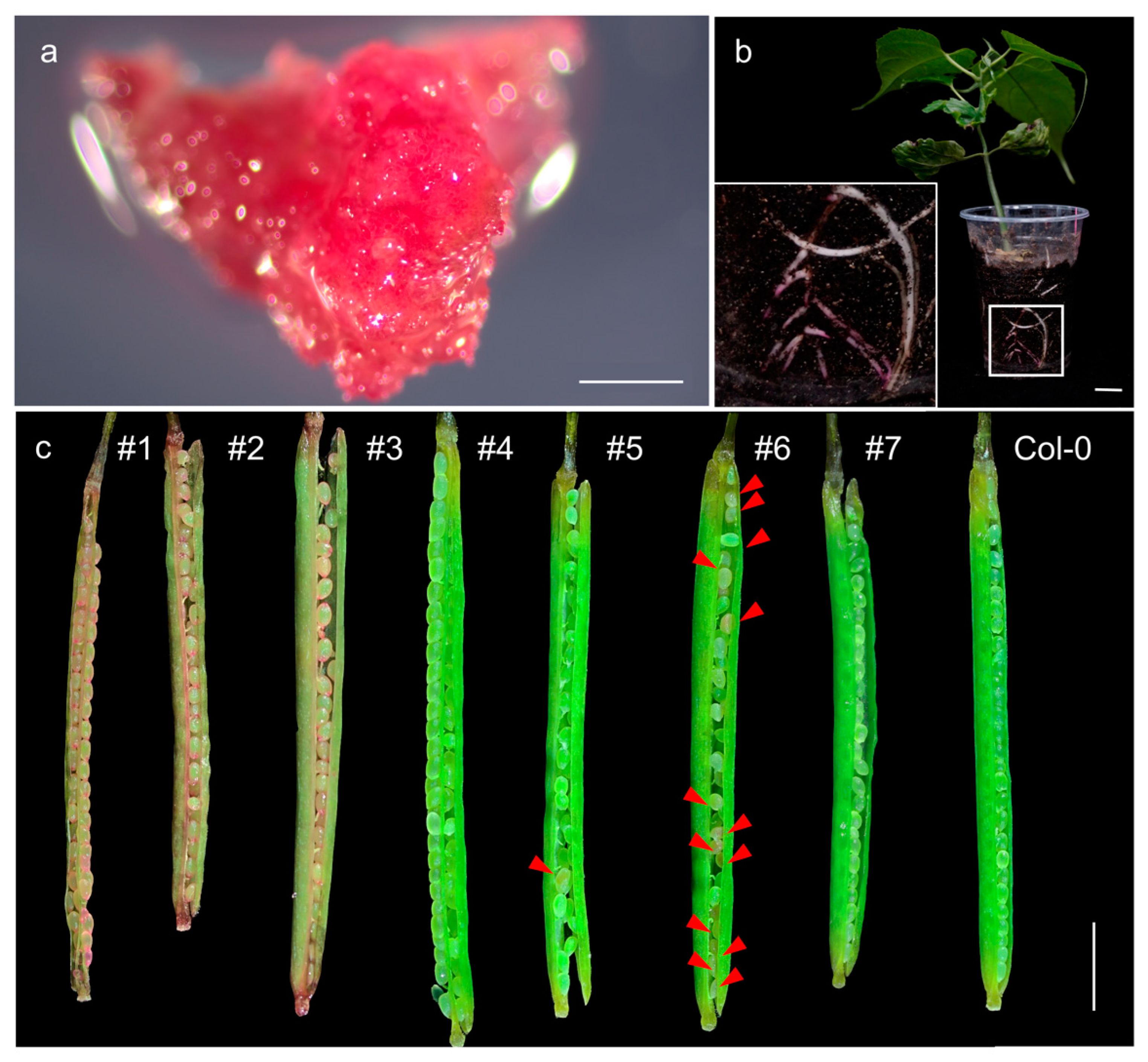 Forests 14 00637 g002 Forests 14 00637 g002