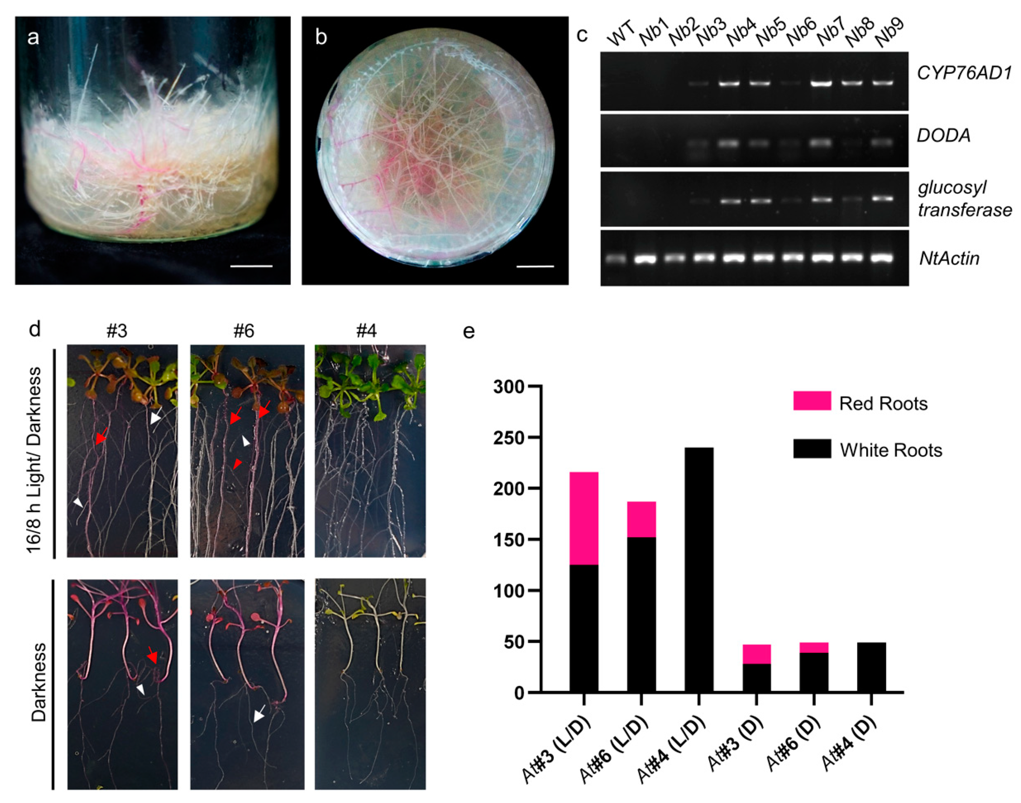 Forests 14 00637 g004 Forests 14 00637 g004