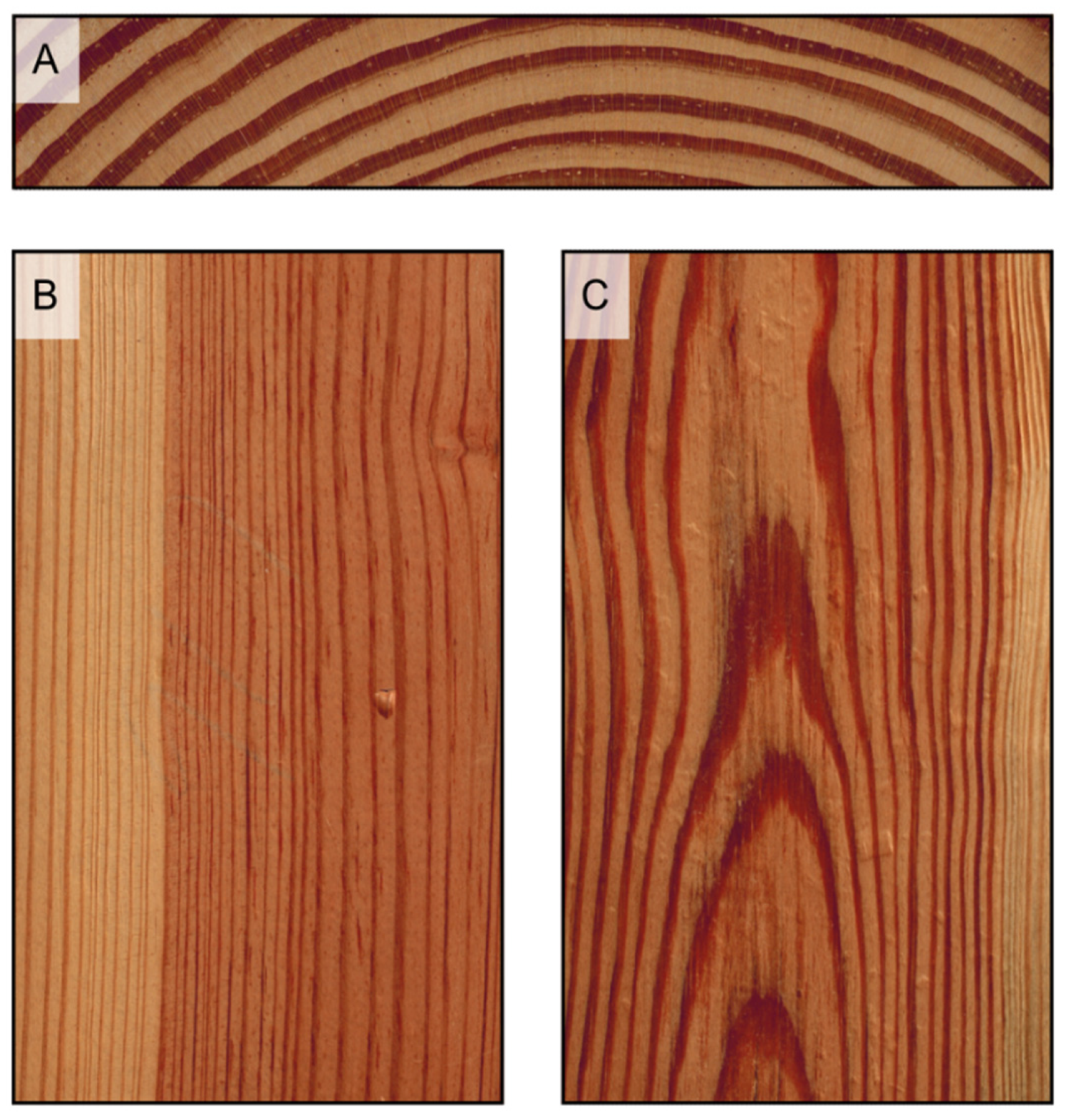 The Macroscopic Structure of Wood | MDPI