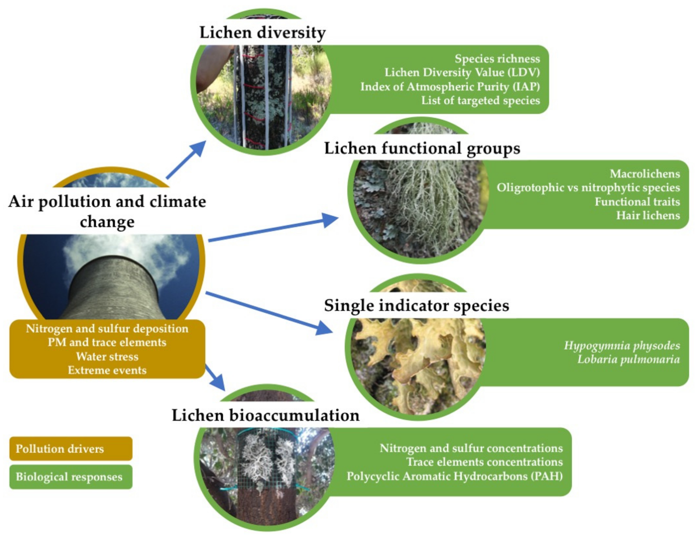 Recent Trends and Future Challenges for Lichen Biomonitoring in Forests ...