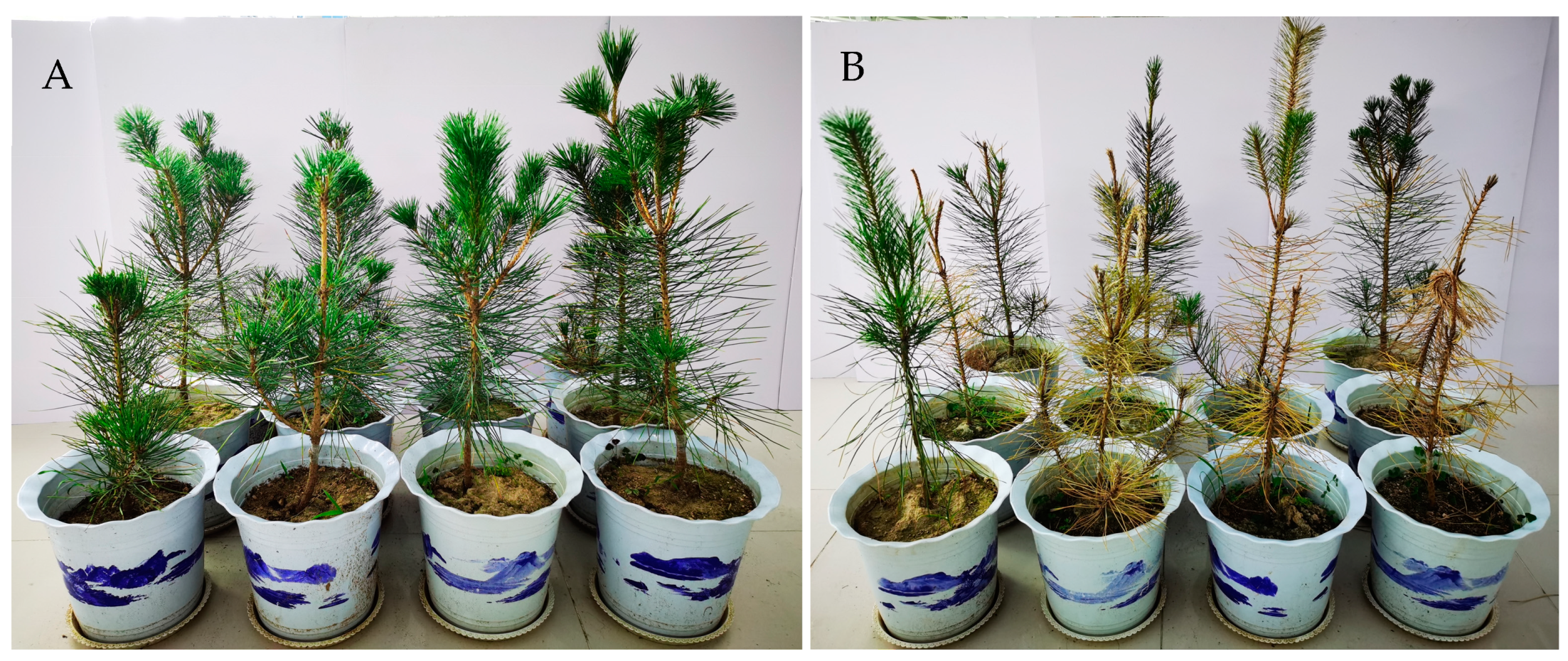 Forests 14 00650 g001