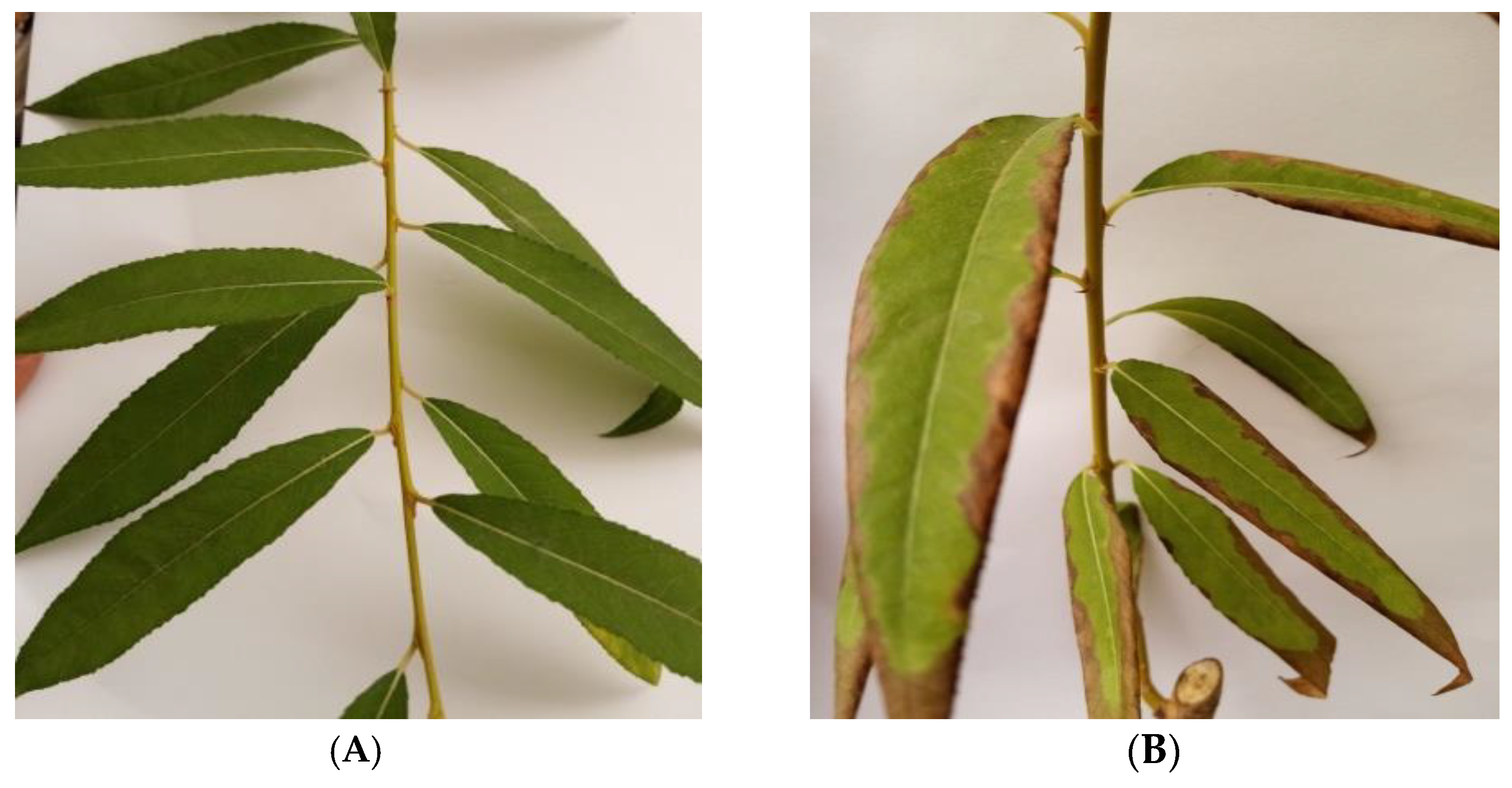 Forests 14 00654 g001a