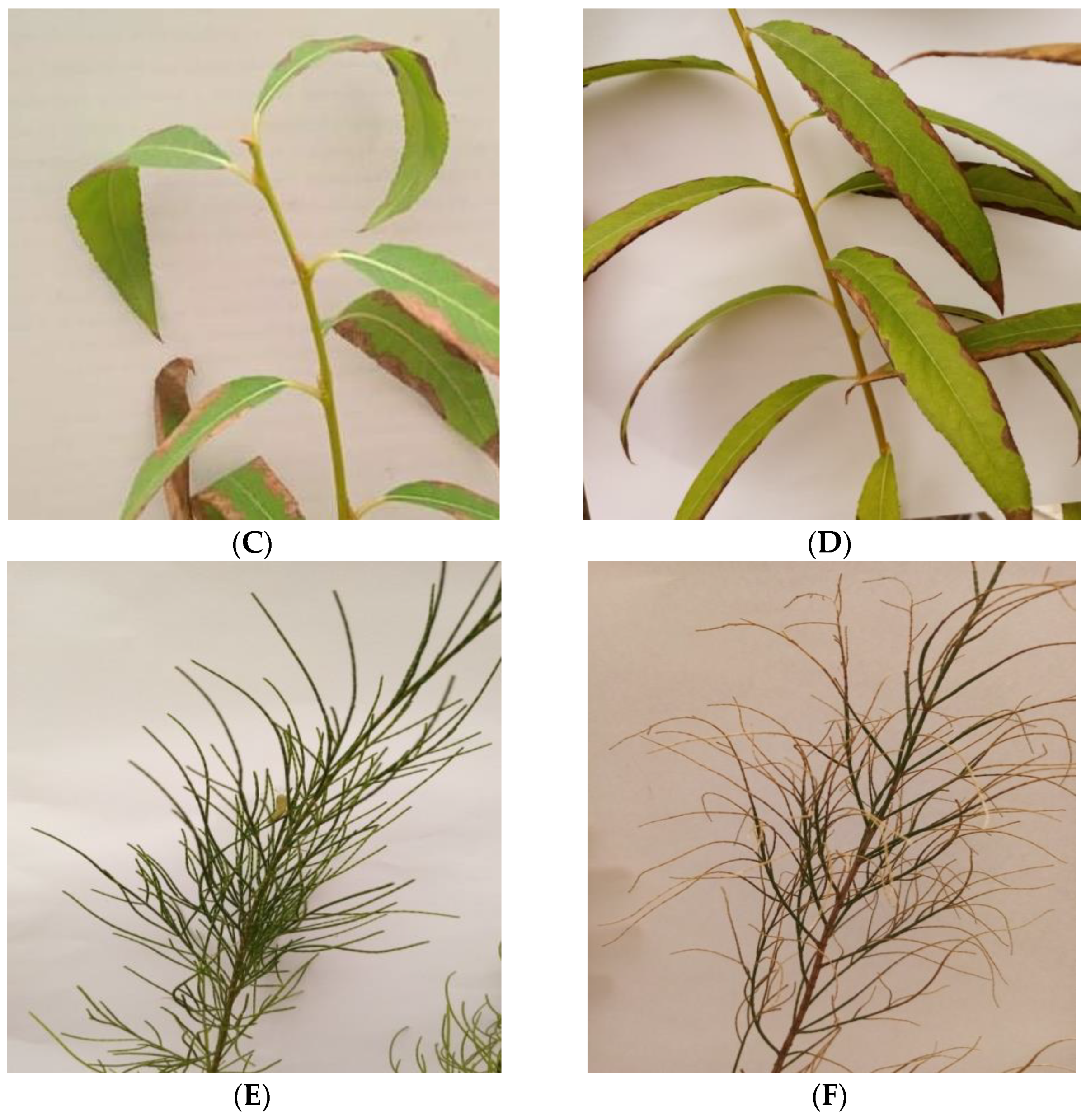 Forests 14 00654 g001b