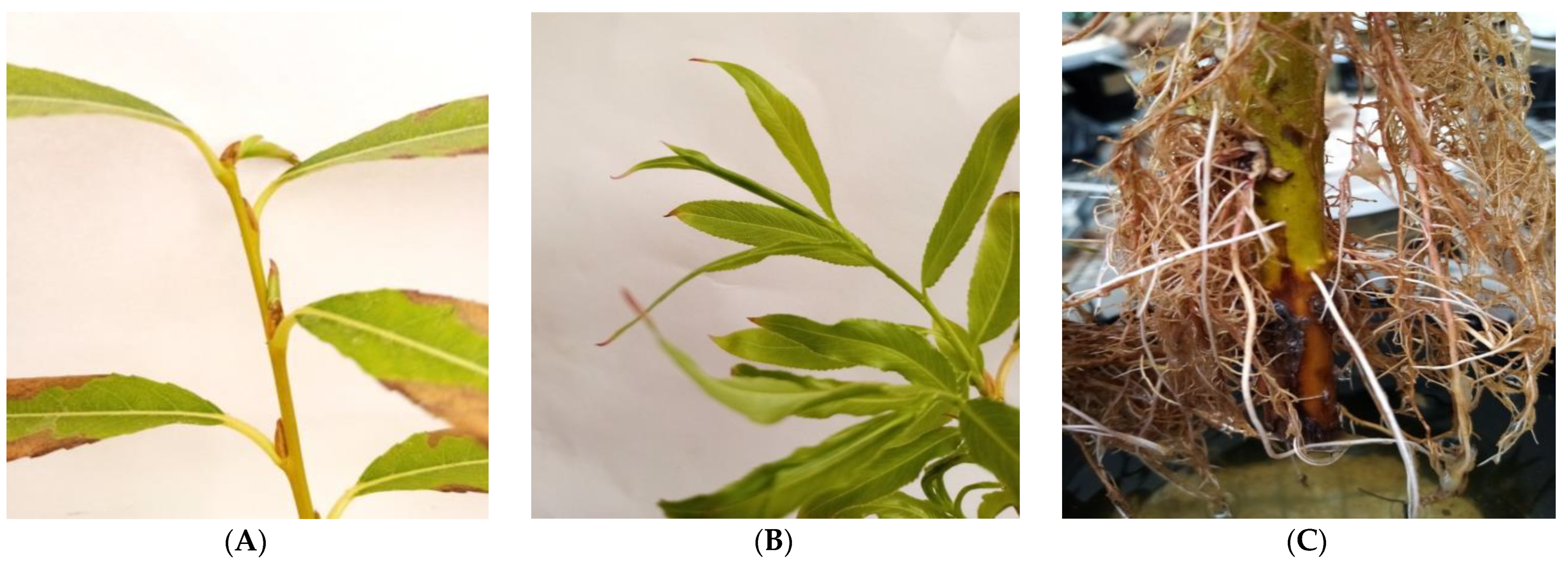 Forests 14 00654 g002