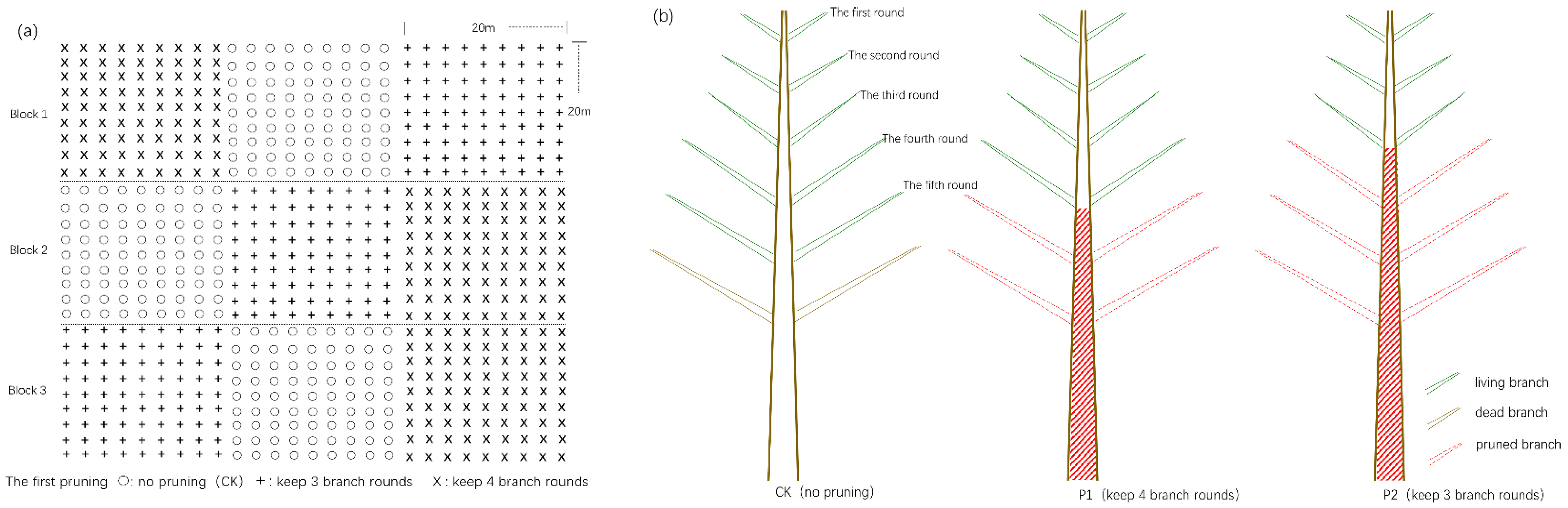 Forests 14 00668 g001