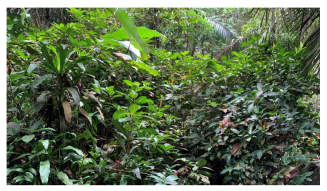 Forests 14 00669 i001