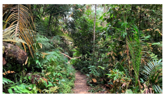 Forests 14 00669 i005