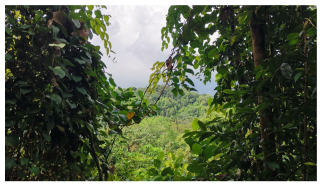 Forests 14 00669 i008