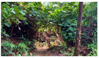 Forests 14 00669 i011