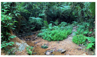 Forests 14 00669 i013