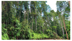 Forests 14 00669 i016