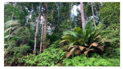 Forests 14 00669 i018