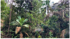 Forests 14 00669 i019