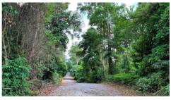 Forests 14 00669 i024