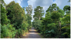 Forests 14 00669 i025