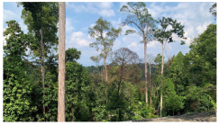 Forests 14 00669 i033