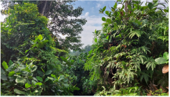 Forests 14 00669 i037