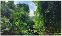 Forests 14 00669 i038