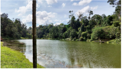 Forests 14 00669 i043