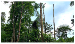 Forests 14 00669 i045