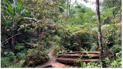 Forests 14 00669 i046