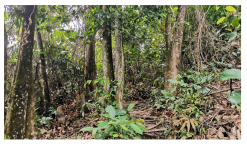 Forests 14 00669 i047