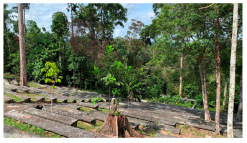 Forests 14 00669 i049