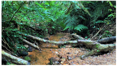 Forests 14 00669 i051