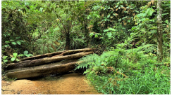 Forests 14 00669 i052