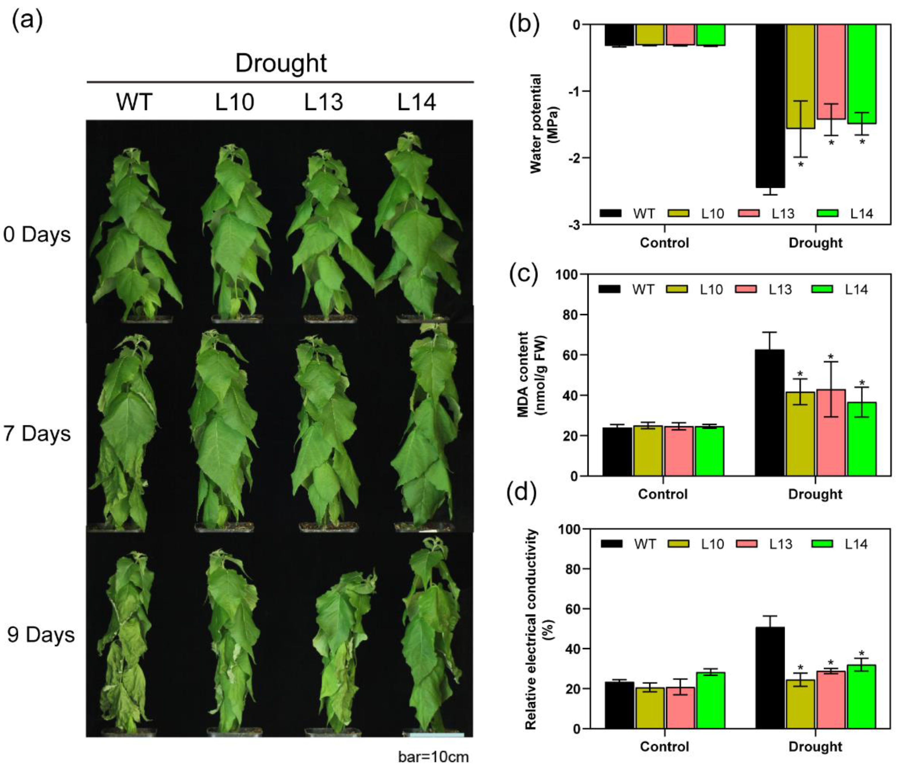 Forests 14 00696 g003