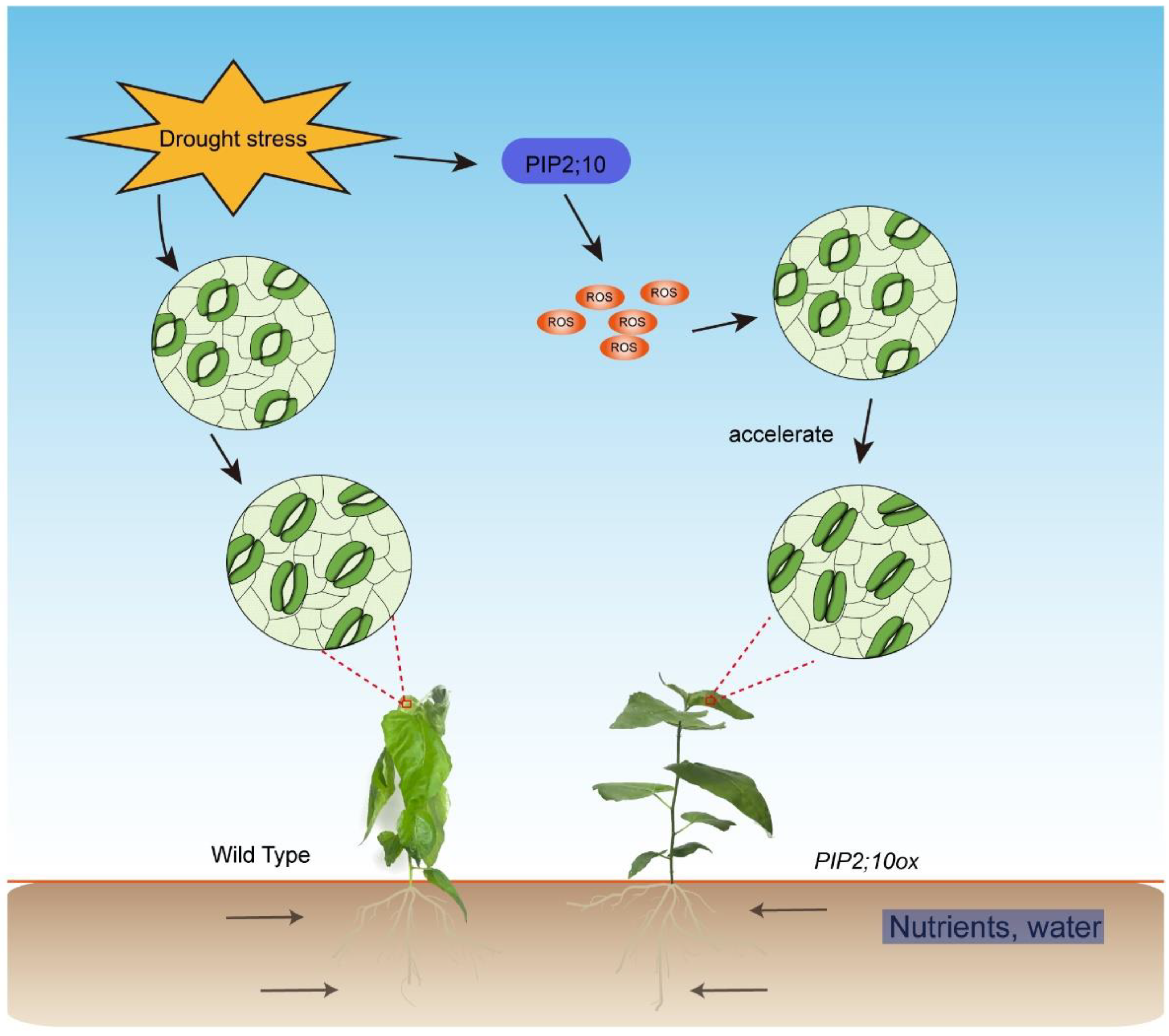 Forests 14 00696 g007