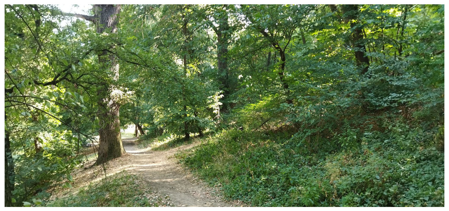 Forests 14 00700 g007 Forests 14 00700 g007