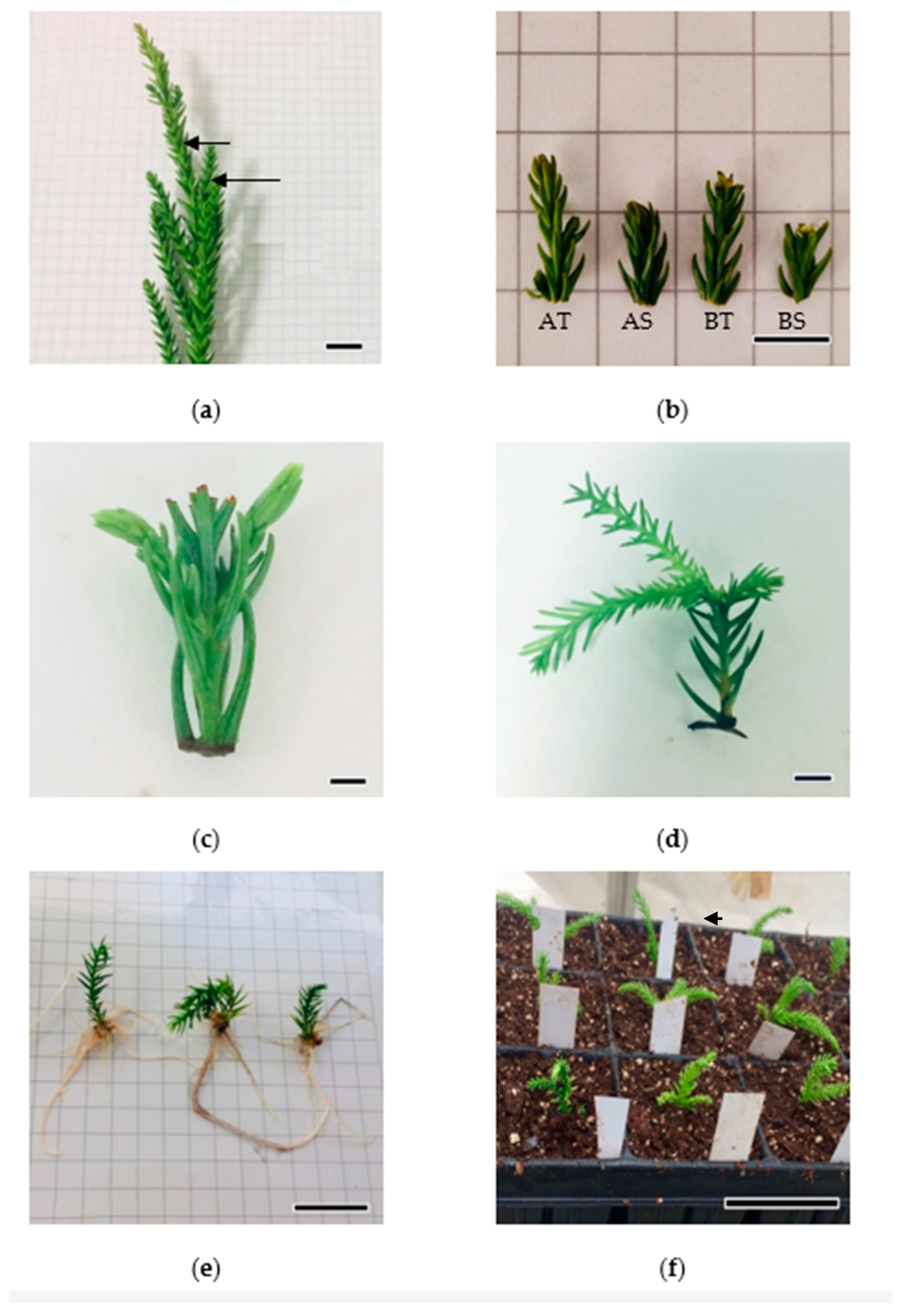 Forests 14 00743 g001 Forests 14 00743 g001