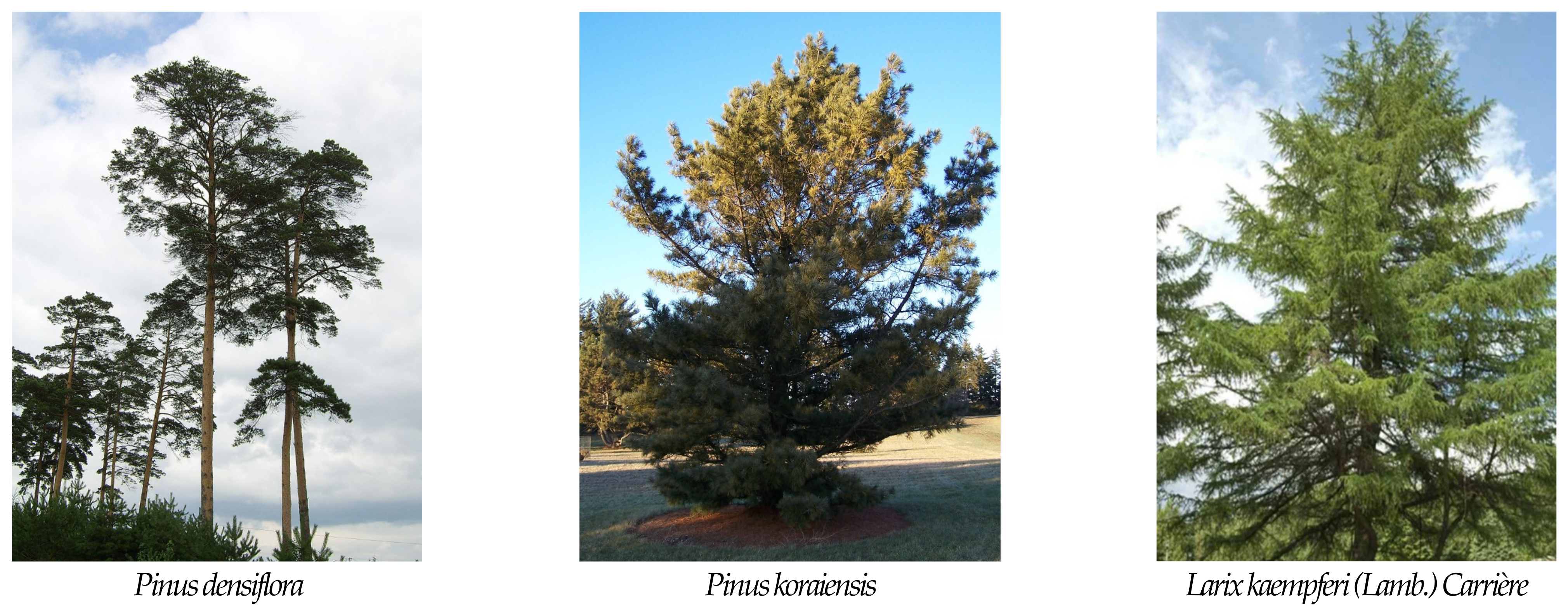 Forests 14 00746 g004a Forests 14 00746 g004a