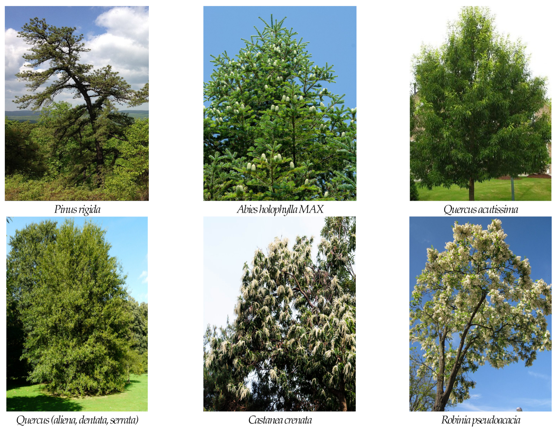 Forests 14 00746 g004b Forests 14 00746 g004b