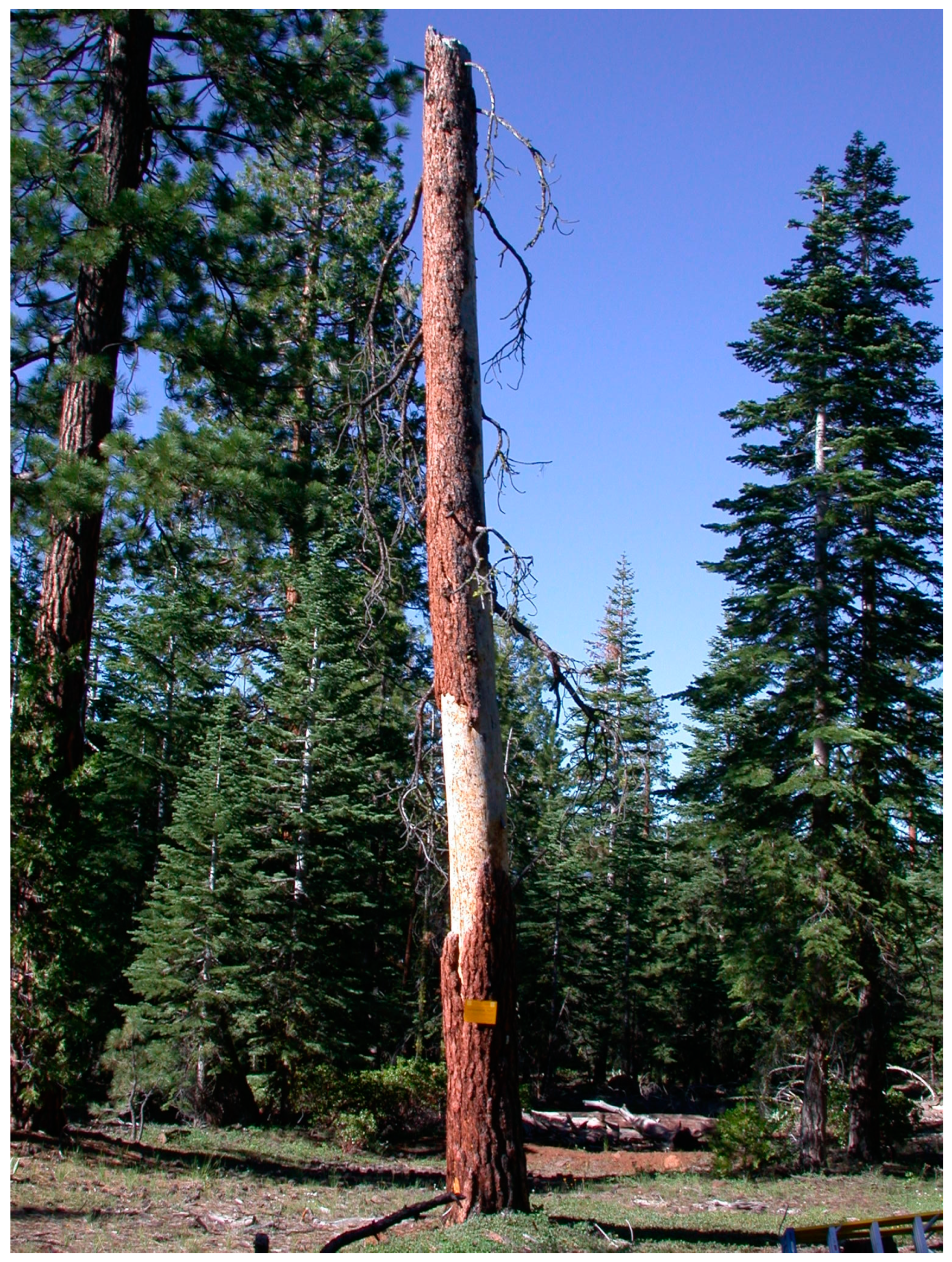 Forests 14 00757 g004 Forests 14 00757 g004