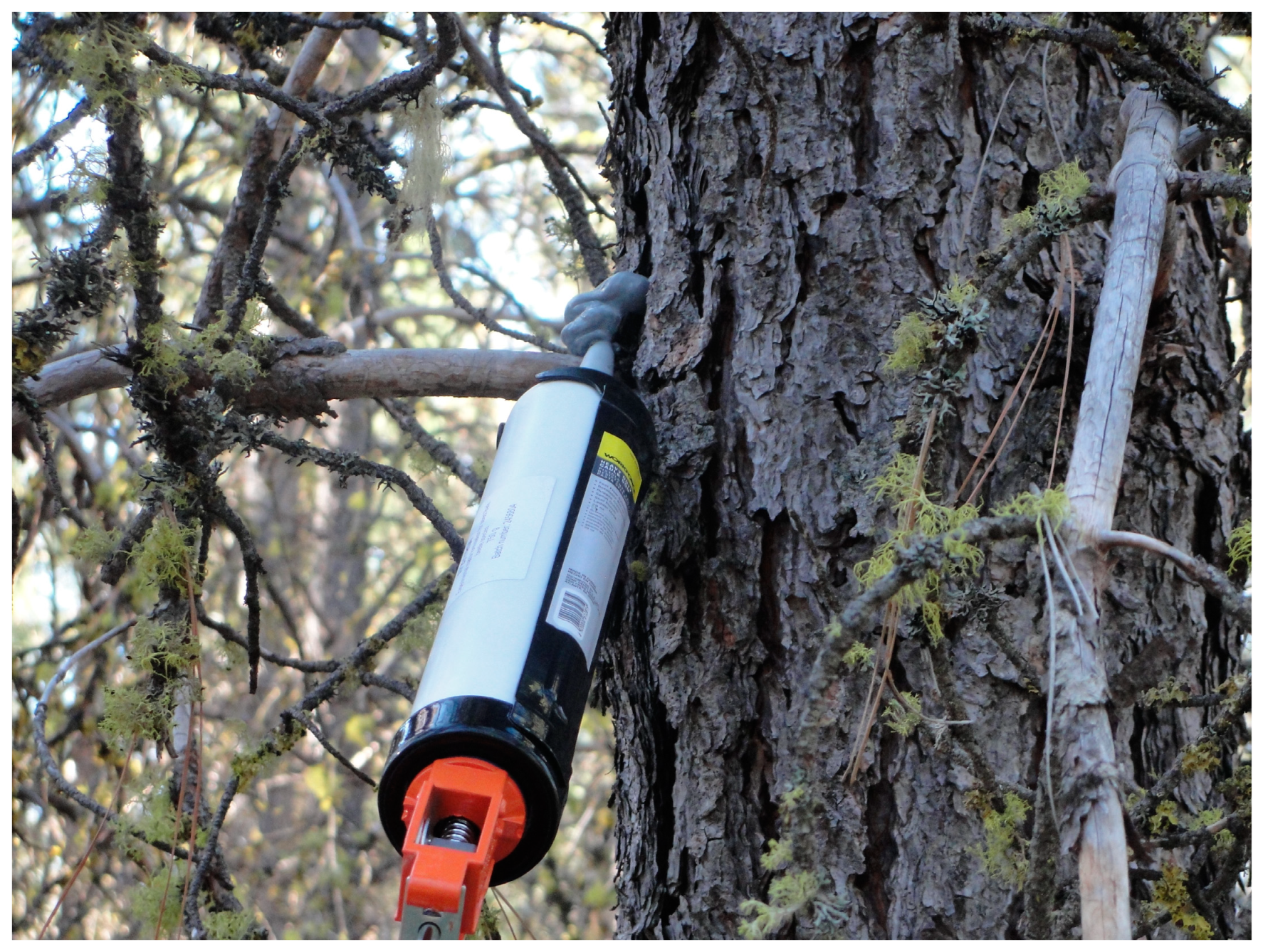 Forests 14 00757 g008 Forests 14 00757 g008