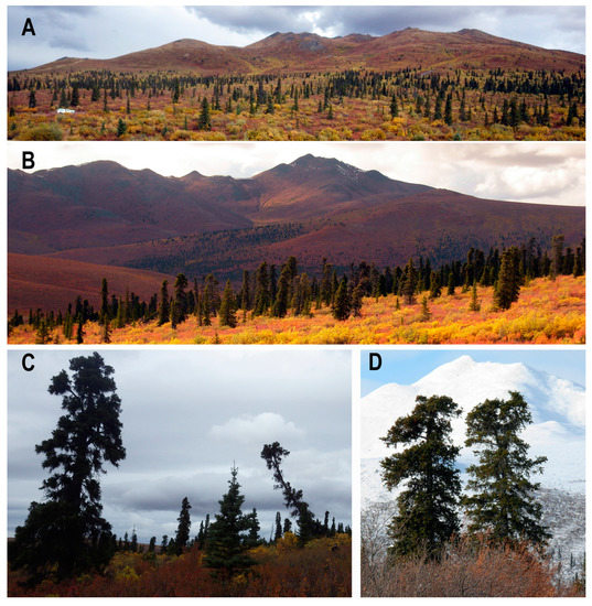 Forests 14 00787 g002