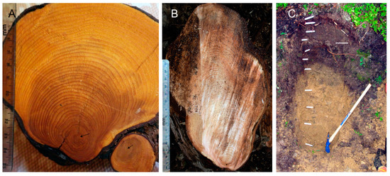 Forests 14 00787 g006