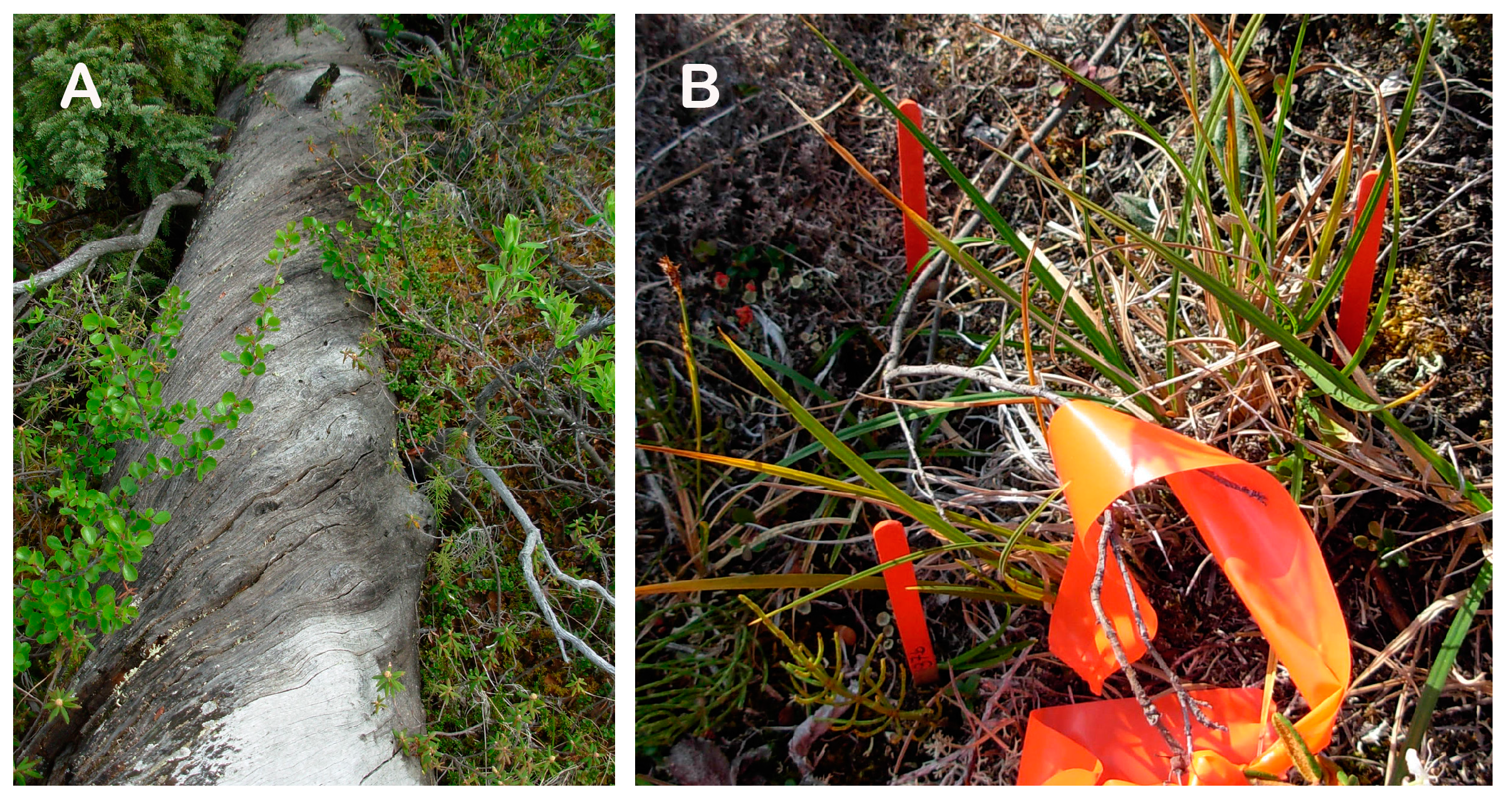 Forests 14 00787 g008