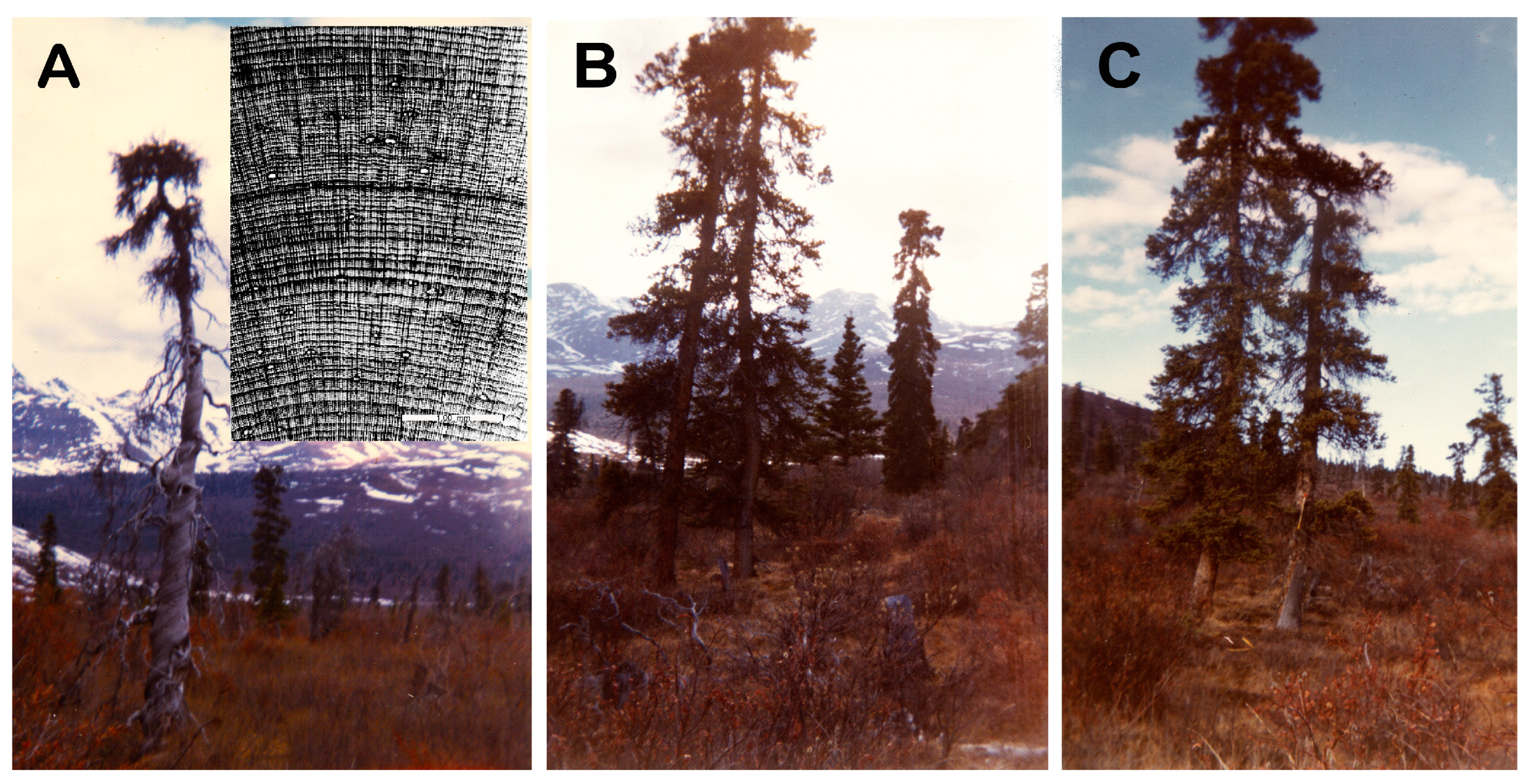 Forests 14 00787 g009