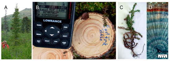 Forests 14 00787 g010