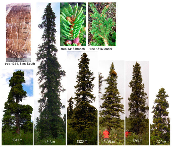 Forests 14 00787 g011