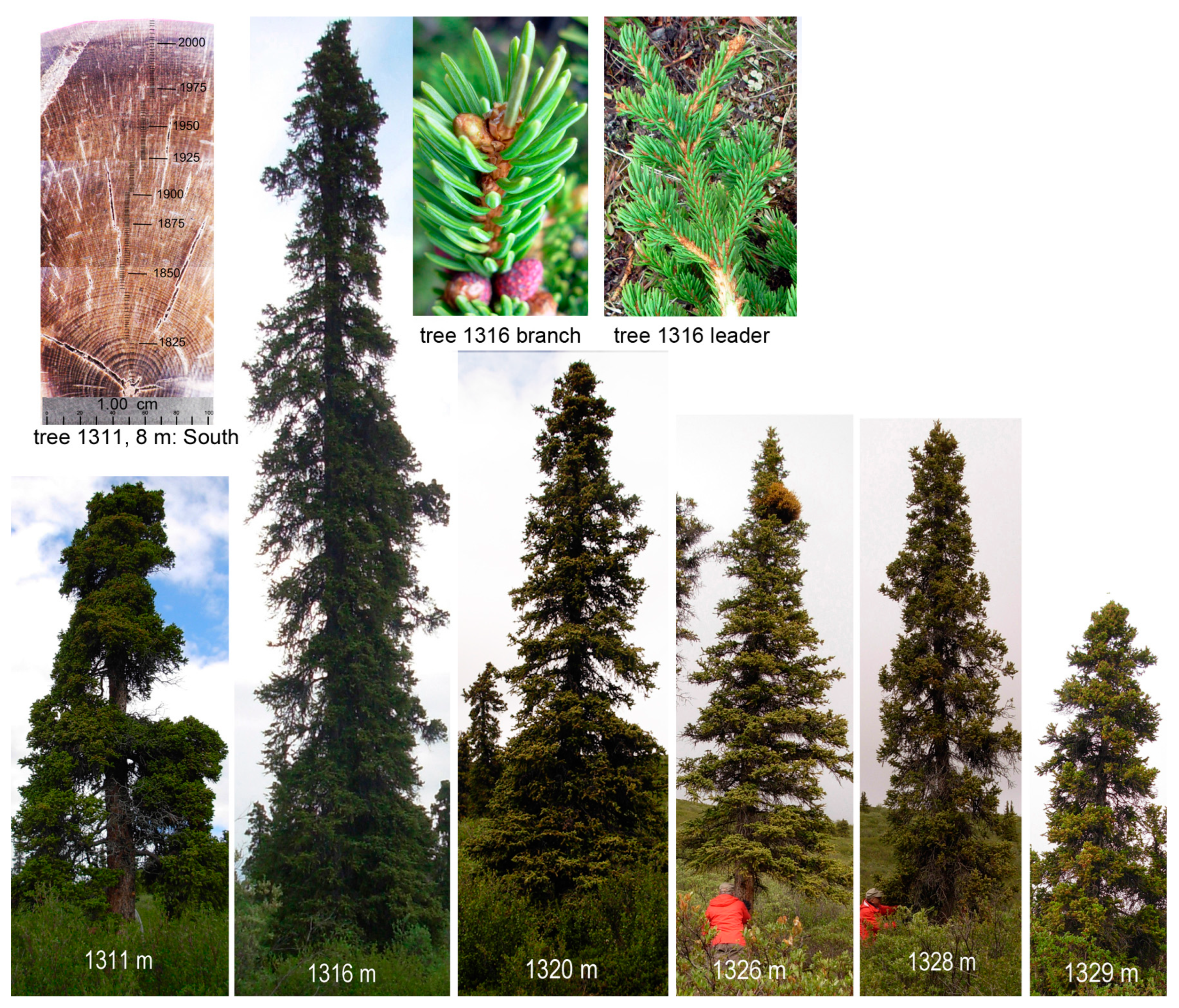 Forests 14 00787 g011